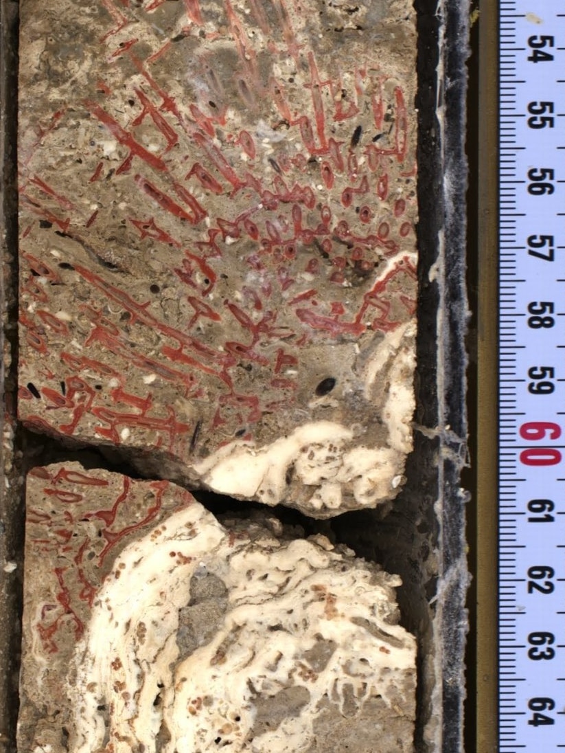 A close-up of coral specimens in a fossil core