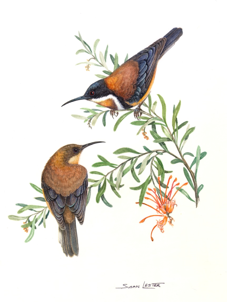 painting of two small birds with long pointy beaks in some shrubbery