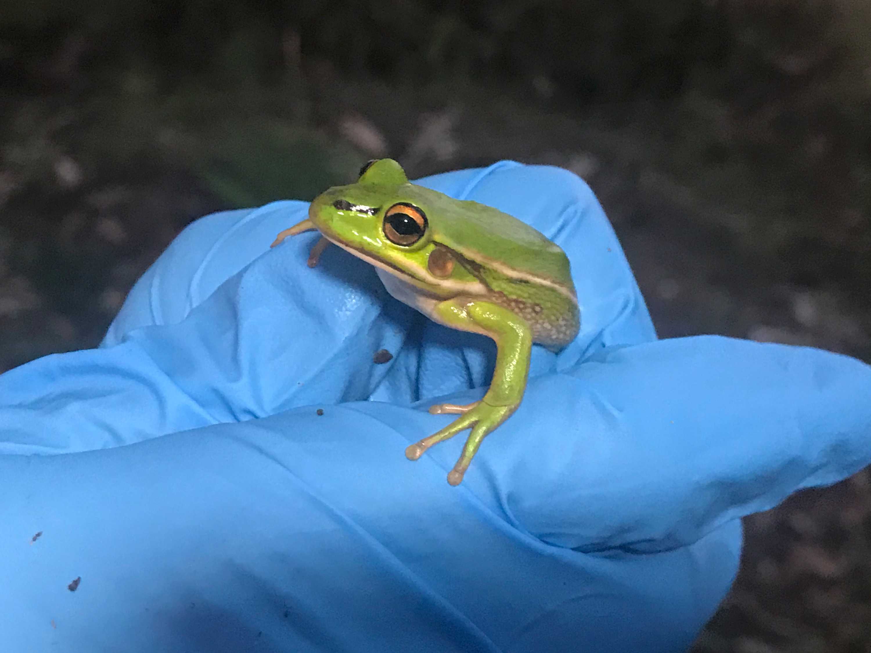Victoria's threatened frogs: Museums Victoria researchers launch