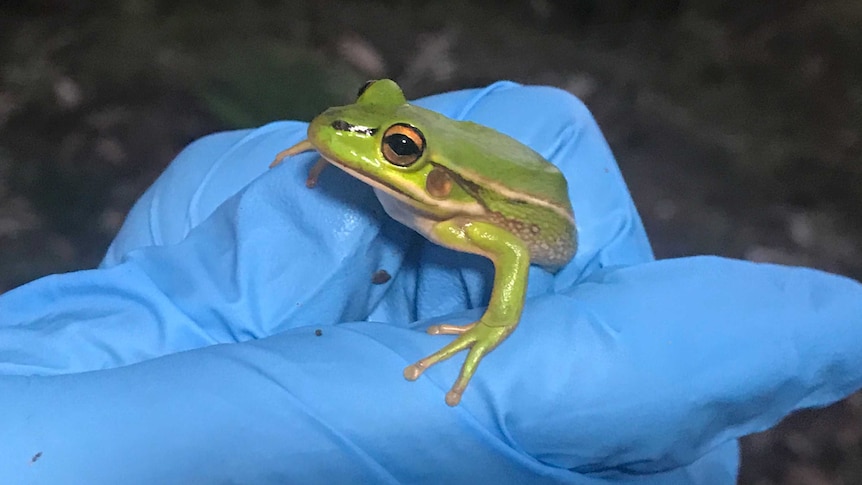 A green and golden bell frog being held in a gloved hand.
