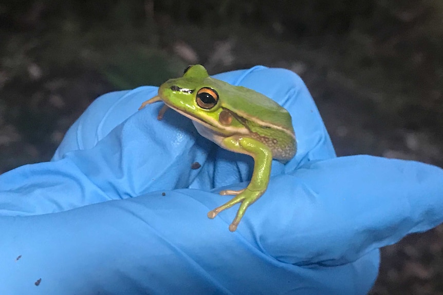 A green and golden bell frog being held in a gloved hand.