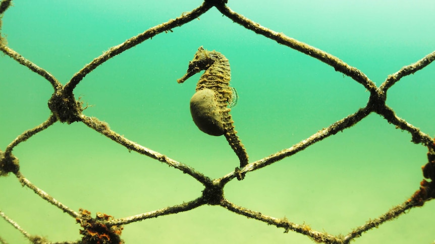 A white seahorse at home in the Parsley Bay shark net.