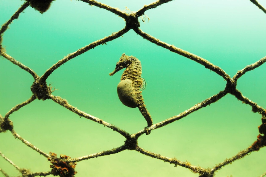 A white seahorse at home in the Parsley Bay shark net.