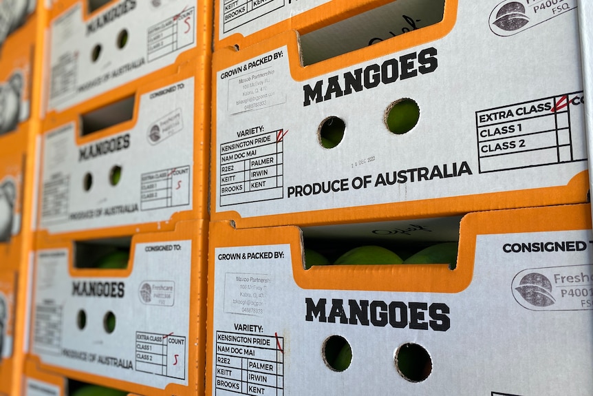 Bright coloured mango boxes stacked filled with mangoes. Writing says it's a product of Australia and they're Kensington Prides