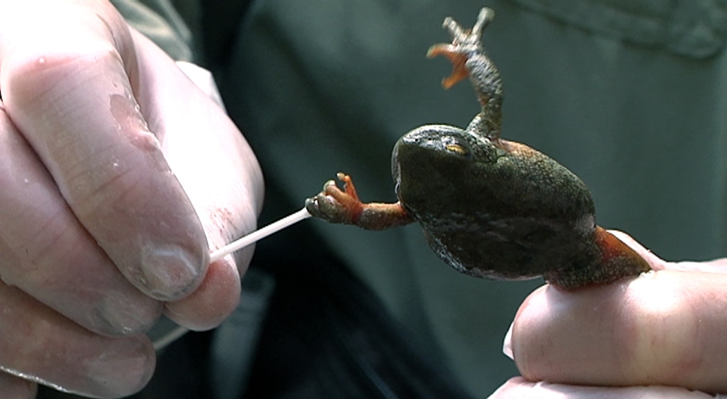 A Spotted Tree Frog being swabbed to test for infection with the Amphibian Chytrid Fungus.