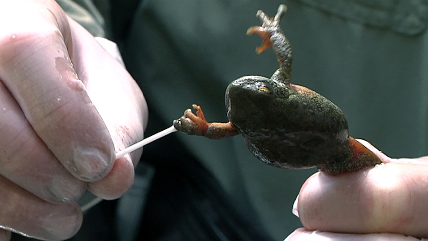 A Spotted Tree Frog being swabbed to test for infection with the Amphibian Chytrid Fungus.