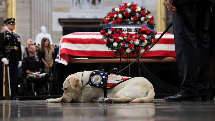 Former US president George HW Bush's service dog Sully lies next to his coffin in Washington.