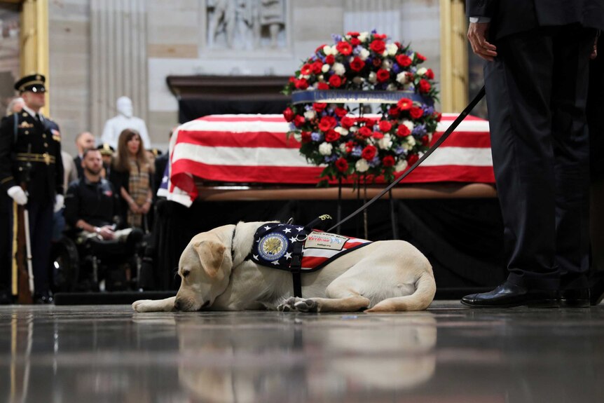 Former US president George HW Bush's service dog Sully lies next to his coffin in Washington.