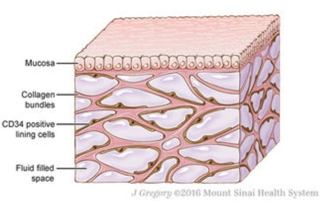 Illustration of a pink cube showing top layer of skin and collagen bundles underneath it.