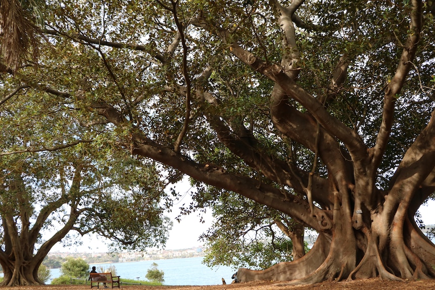 The Moreton Bay Fig sprawls widely with thick branching limbs and large sculpted roots