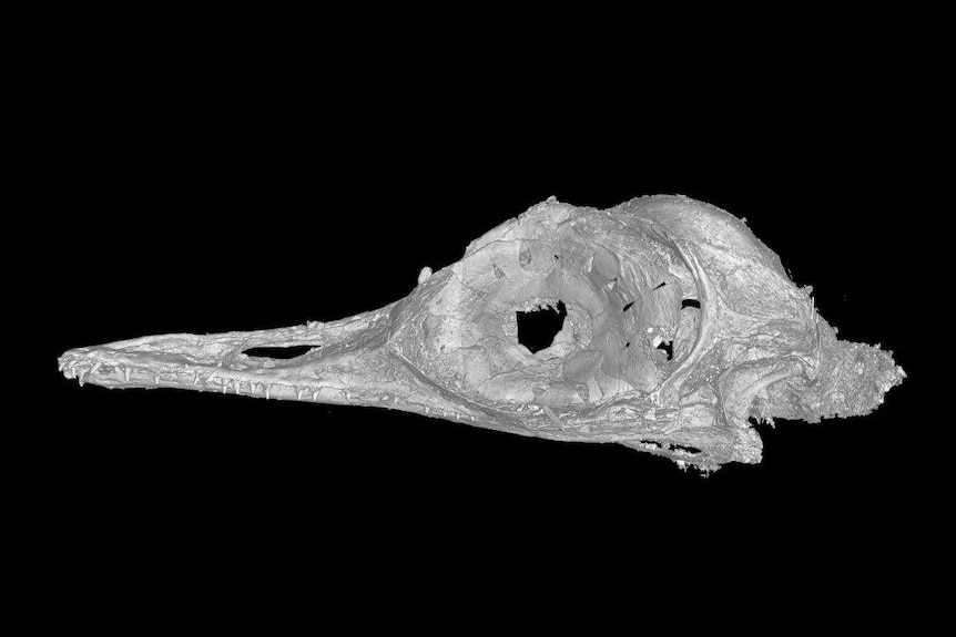 CT scan of the skull of Oculudentavis.