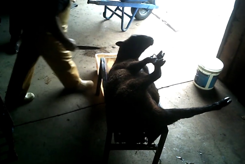 A sheep lying on its back with an unidentified man with a knife walking behind it.