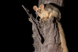 A greater glider in a tree