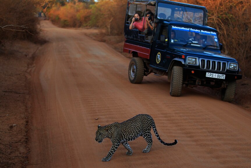 A leopard walks across the road in front of a jeep and tourists take photos.