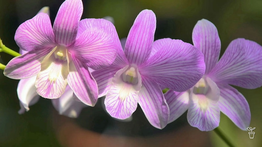 A stem of pink-coloured orchid flowers.