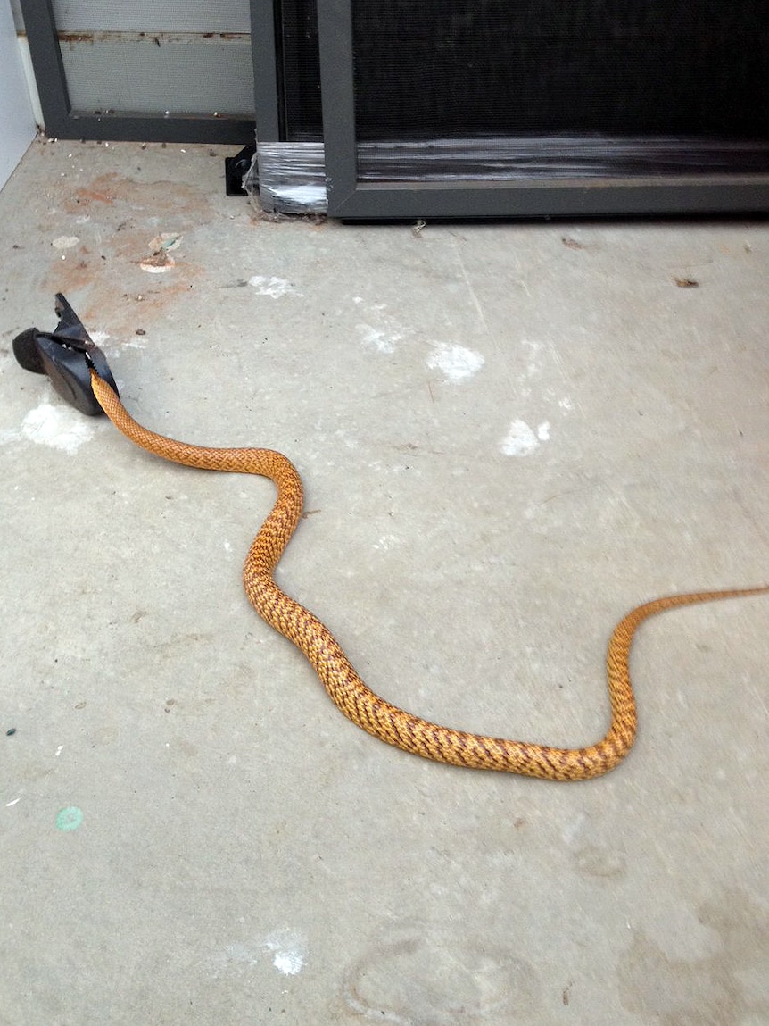 This three-feet long western brown snake was lucky to survive being caught in a mousetrap.