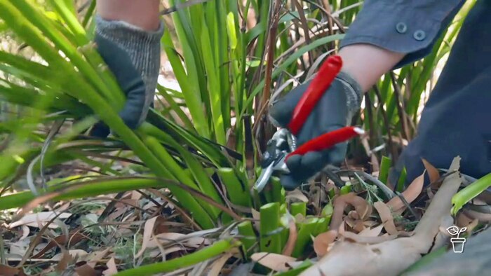 Hands holding a pair of red-handled secateurs, about to cut a clump of grass