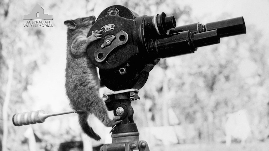 Ring-tailed possum on camera somewhere in northern Australia during WWII