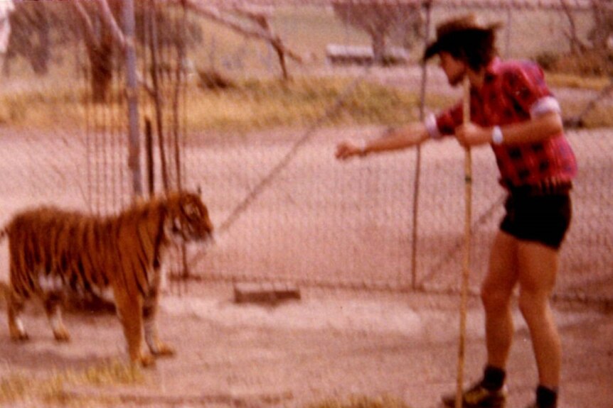 A man inside an enclosure with a tiger at the Bacchus Marsh Lion and Tiger Safari in 1975.