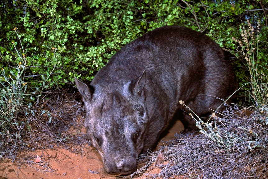 Northern hairy-nose wombat