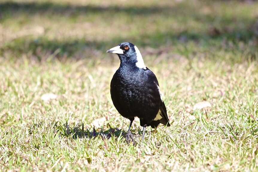 A strong looking black and white magpie with brown eyes and a sharp beak walks towards the camera.
