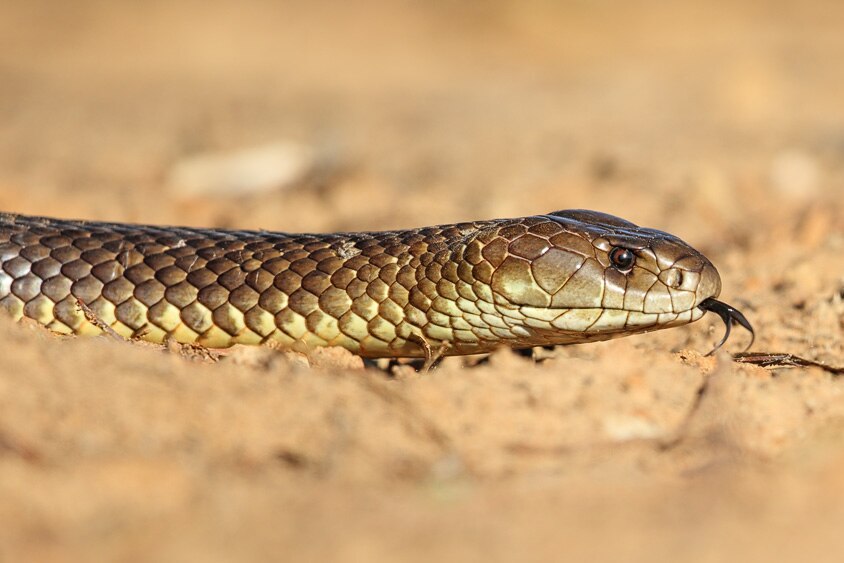 It was a mulga snake that got him - ABC listen