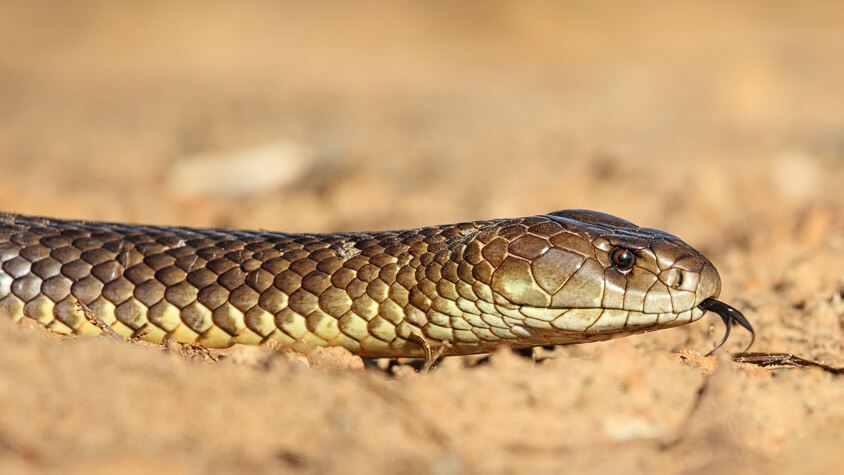A mulga snake, also known as a king brown snake