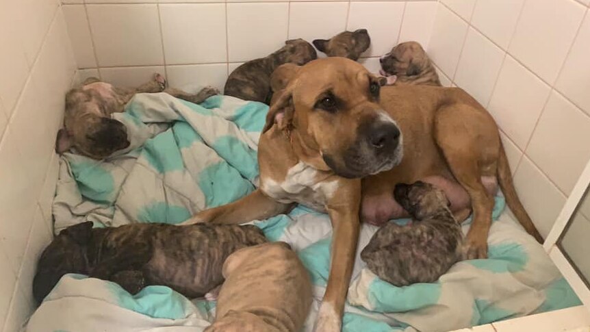 Mixed breed mother dog surrounded by nine fragile puppies.