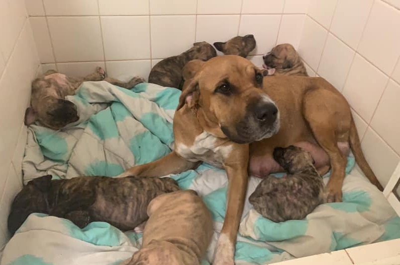 Mixed breed mother dog surrounded by nine fragile puppies.