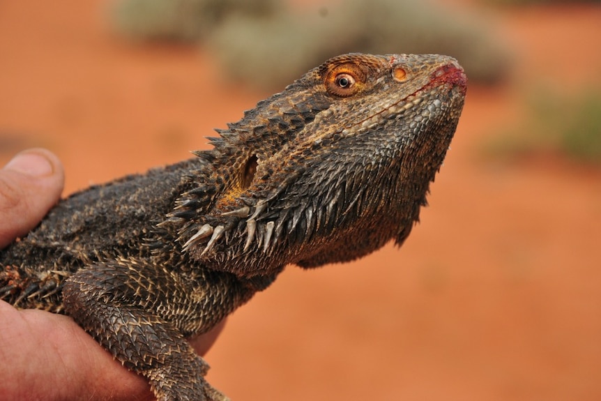 Close up of bearded dragon