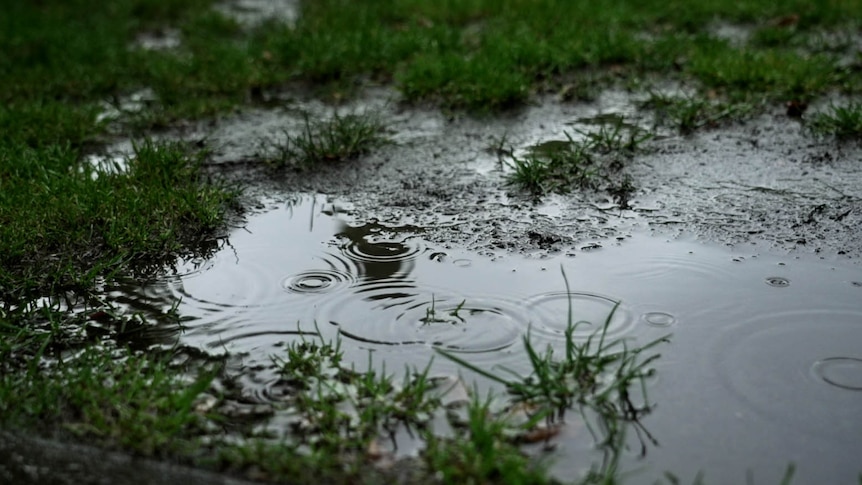 Rain drops in a puddle on a patch of grass.