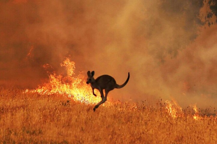 A kangaroo hops in front of a large bushfire.