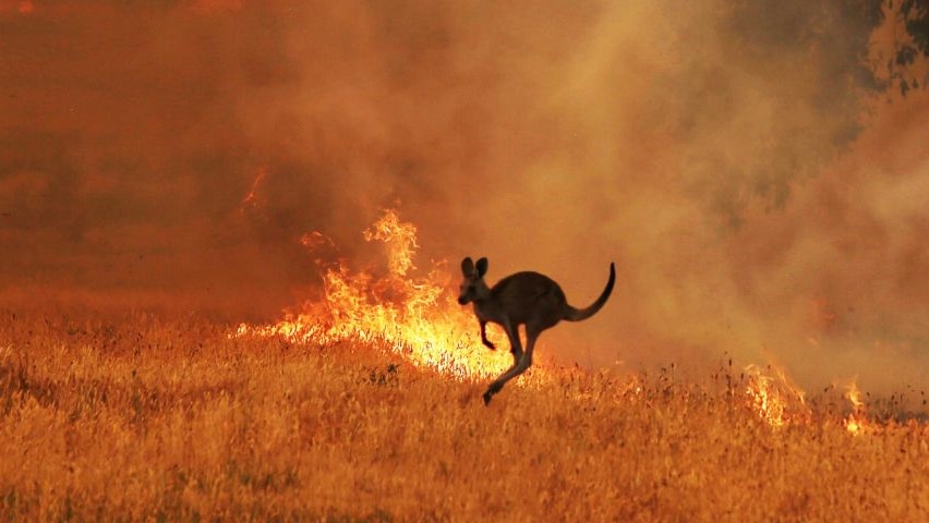 Kangaroo threatened by bushfire