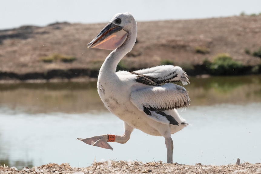 Pelican with an orange band on its left leg. 