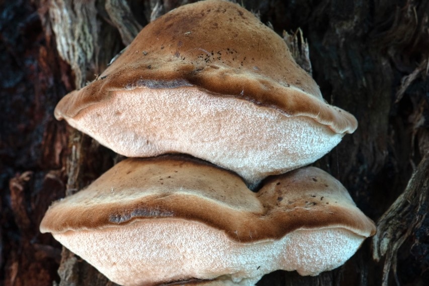 Three different sized fungi with brown tops and white fluffy underbelly growing on a tree trunk.