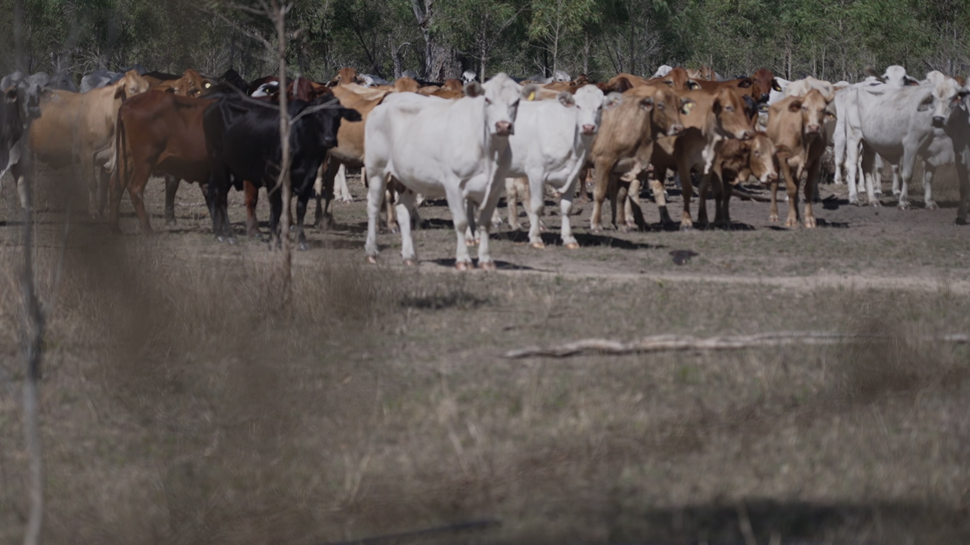 A herd of cattle stand in a dry paddock
