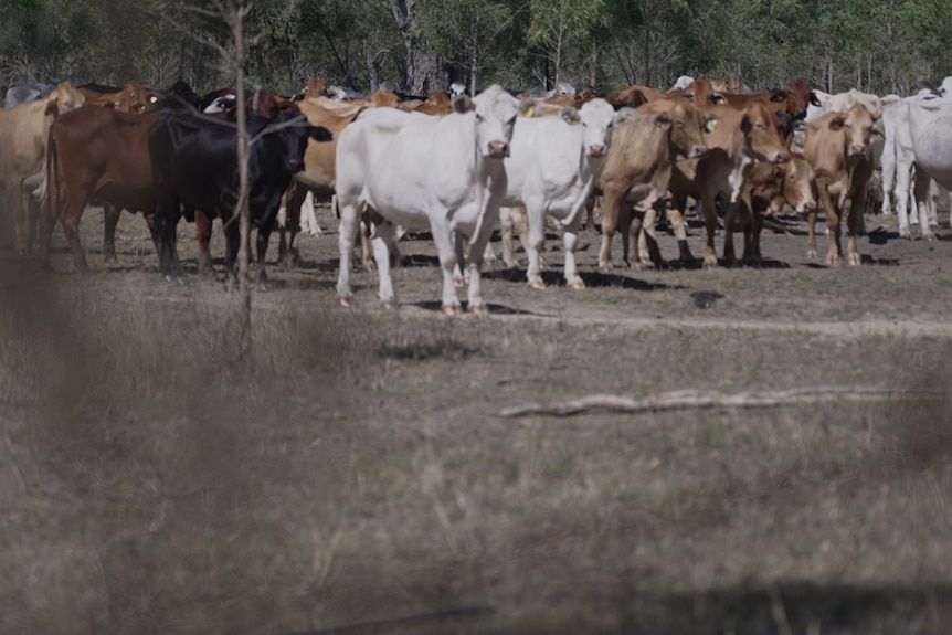 A herd of cattle stand in a dry paddock