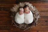 Newborn twins Willow and Angus Brown are swaddled in white blankets and cuddling together.