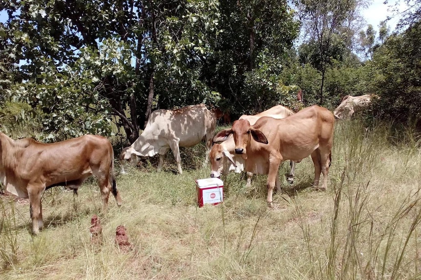 Some cows in an outback station inspect a red esky.