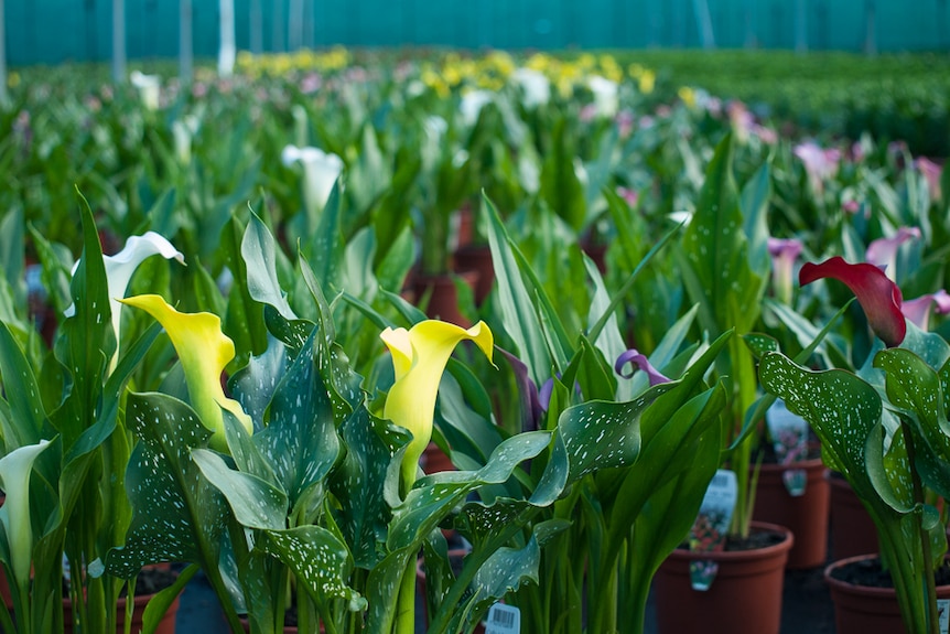 Calla Lilies are another plant Mr Jong has learned how to grow.