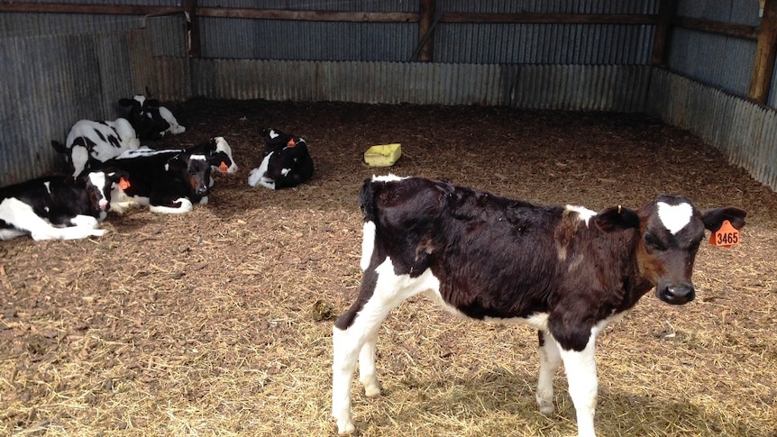 Bobby calves in a shed