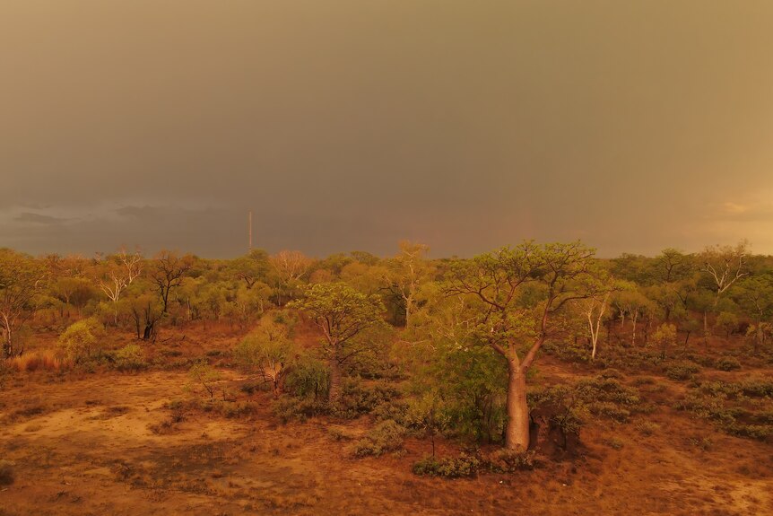 A golden glow of a boab tree set amongst the bush in the Kimberley