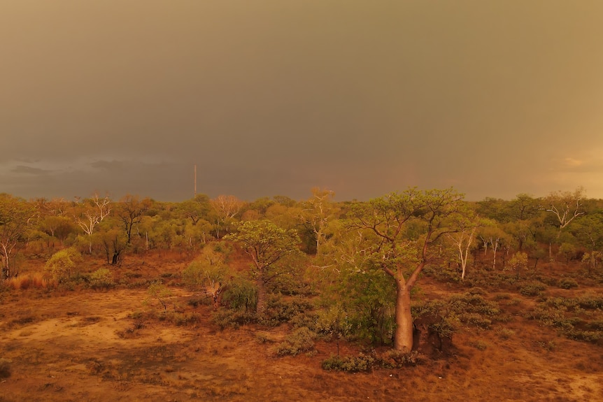 A golden glow of a boab tree set amongst the bush in the Kimberley