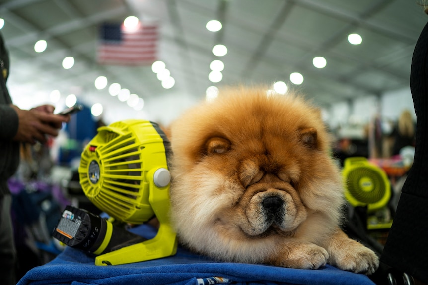 A fluffy dog is pictured cooling down next to a fan. 