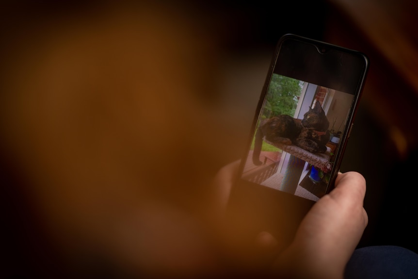 A hand holding a smartphone with a photo of a cat shown on screen