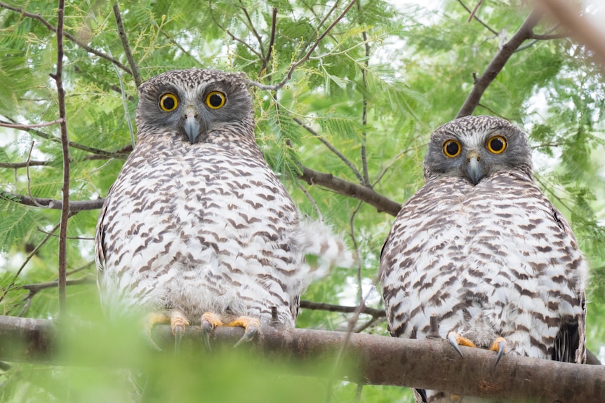 Pair of young powerful owls