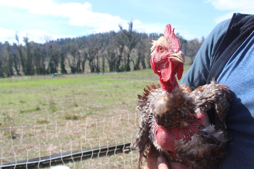 Close up photo of a 'naked neck' chicken.