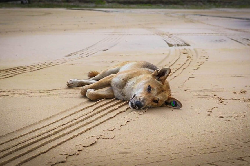A dingo lays on the sand on a beach at Fraser Island off south-east Queensland.
