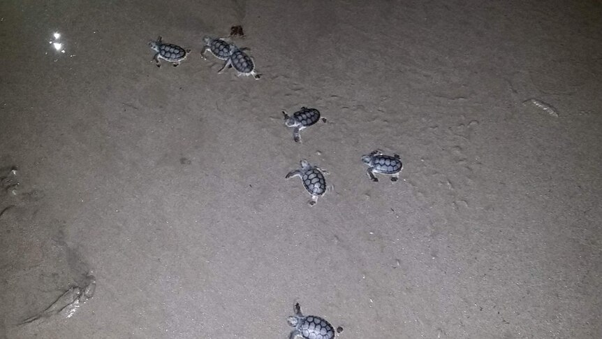 Flatback turtle hatchlings heading for the ocean