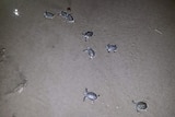 Flatback turtle hatchlings heading for the ocean